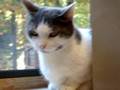 Marquette County Humane Society - Sierra in window