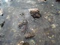 Spider Crab Crawl Spider Crab Crawl