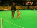 videos de Doggydance Kortrijk 2008