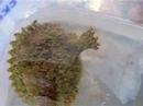 Cute Frogfish