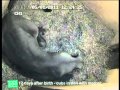 Twin lion cubs born at Bristol Zoo Gardens