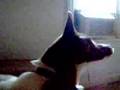Zerc Singing