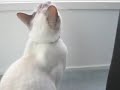 Robbie the cat\