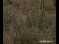 Safari Female\