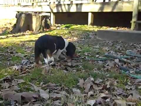 basset hound puppy 112812g