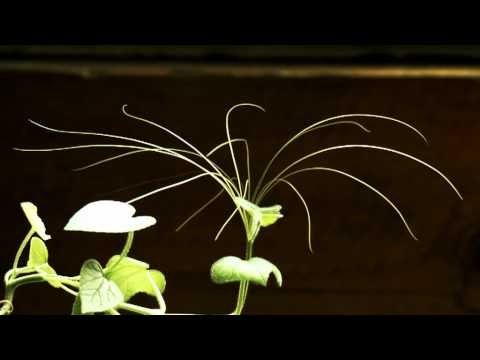 tendrils