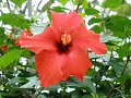 FLOWERS  OF OAHU NOT MANY BUT WILL TAKE MORE AS THEY ARE DISCOVERED BUT SO MANY ALL OVER THE INLAND CAN'T MISS THE BEAUTY hubby took these shots I 4got to include a lot of pics dang enjoy thanks for watching
