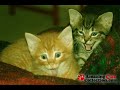 Very Funny Cats 3 ! ! !