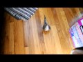 cockatiel_preemptive_yelling.AVI