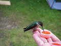 hand feeding hummingbirds