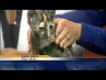 Pets On Set: Adopt Quartz The Kitten