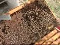 12 - Producción de Abejas a Granel 12 - Producción de Abejas a Granel