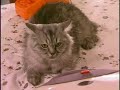 actor cat -sitcom (acemi cadi) actor cat -sitcom (acemi cadi)