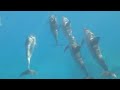 Spinner Dolphins