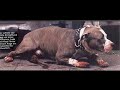 The Awful Reality: Pitbull Fighting & Animal Abuse