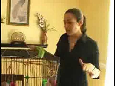 Caring for Parakeets : Cage Accessories for Parakeets