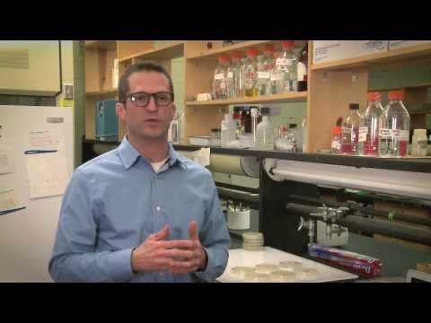 how to isolate phages from soil