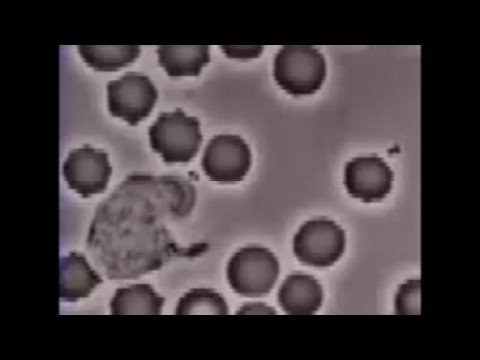 Neutrophil phagocytosis - with Naked ...