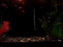 My Aquarium - Platies in 10 Gallon Tank