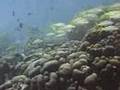 Baby Beach Reef, Aru...