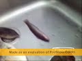 La Historia del pez(I)