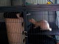 Kitten and Ferret Playing Together