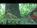 Felling a dead white oak tree Felling a dead white oak tree