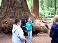How many people can be inside a redwood tree?
