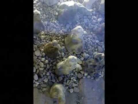 Video di Celica Art Hostel
