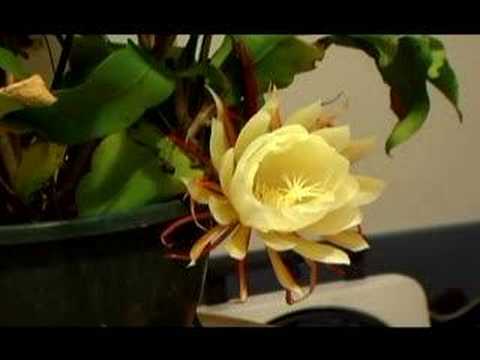 The Moon Flowers Midnight Bloom