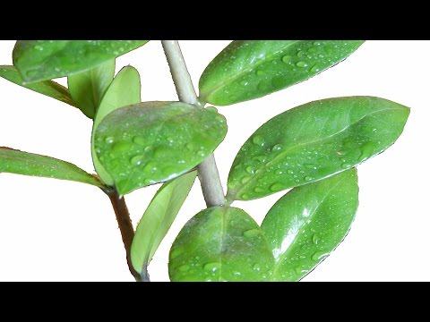 how to transplant zamioculcas