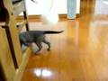 空(くう)ちゃんのはじめての猫じゃらし