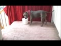 SIN THE SMARTEST PIT BULL