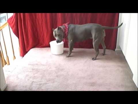 how to properly train a pitbull