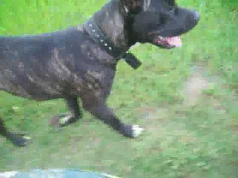 bandog