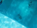Nemo33 Nemo33