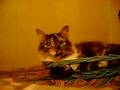 Steven and our little kitten SpyderMan to Opera Steven and our little kitten SpyderMan to Opera