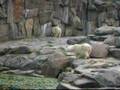 videos de Zoo Berlin crazy polar bear, they live like in freedom ?!?!?