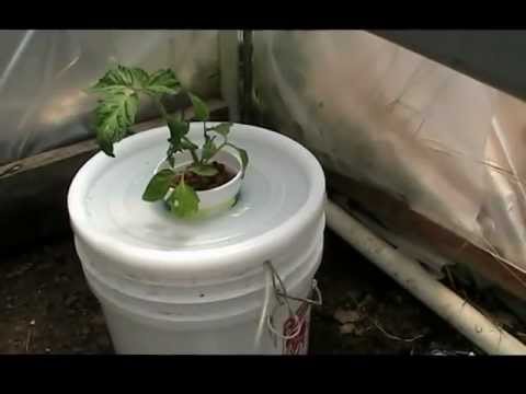 how to fertilize hydroponic tomatoes