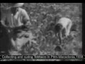 Collecting and curing tobacco in Pirin-Macedonia (1938)