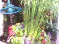 Papyrus, begonias and Saveolas Papyrus, begonias and Saveolas