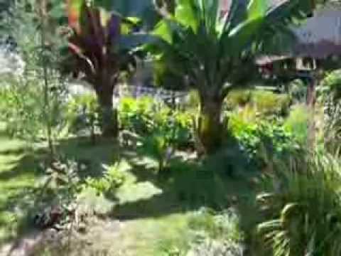 how to transplant dicksonia antarctica