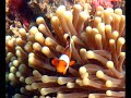 Snorkeling à Koh Jum 2/3 - spécial 
