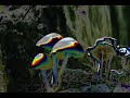 possibly my last vid