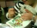 dando de comer a la perra
