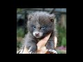 Tiere im Wildgehege Hellenthal