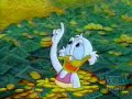 50 Mc Duck