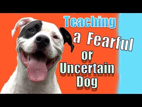 how to train fearful dog