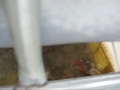 Winter Aquaponics Winter Aquaponics