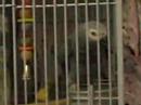 my mom's tanning salon's african gray bird.